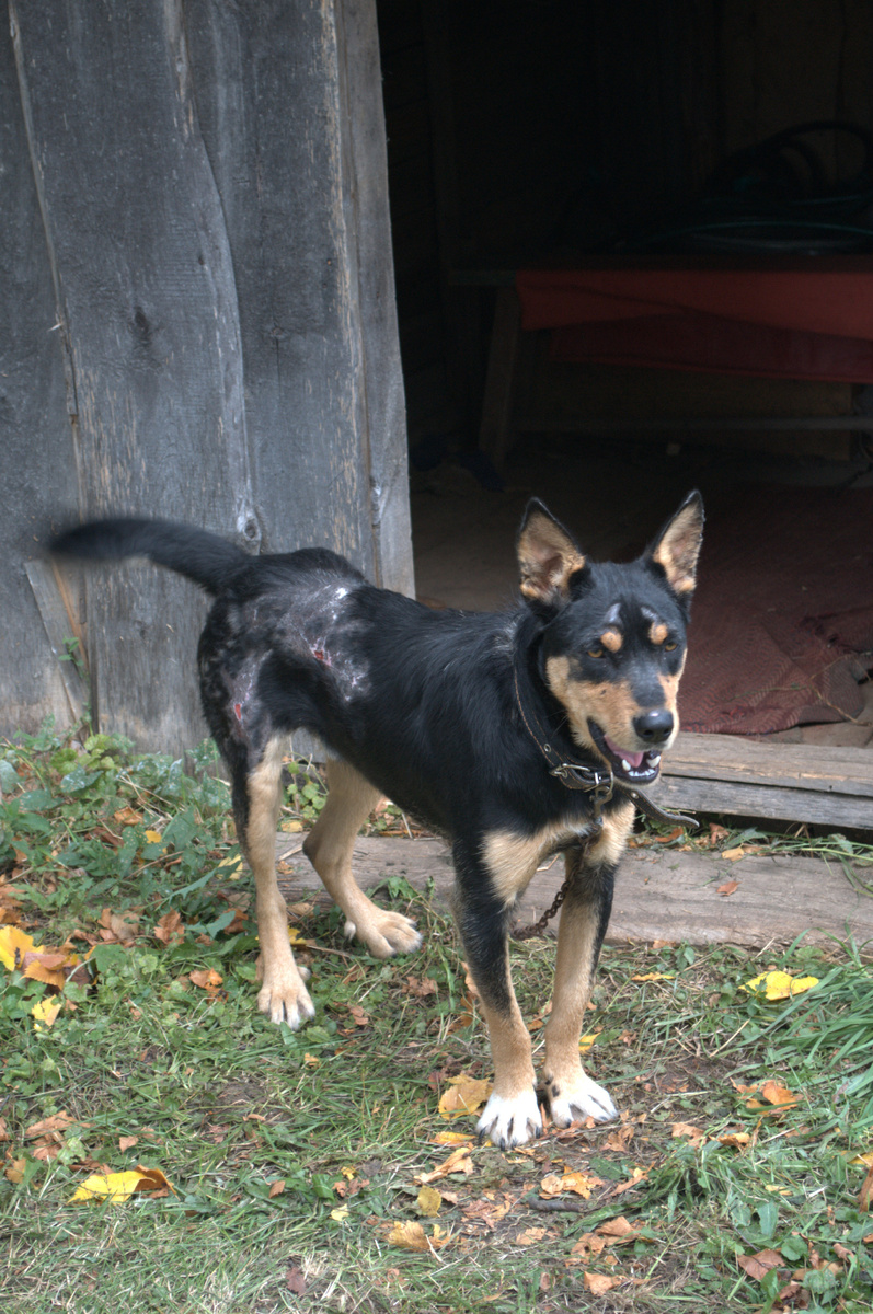 Это он уже у нас недели через три, уже все подживает. Шерсть, правда, на этих местах больше не вырастет. Первые хозяева называли его Дик, а мы называли то КлЫкастый, то КлОкастый