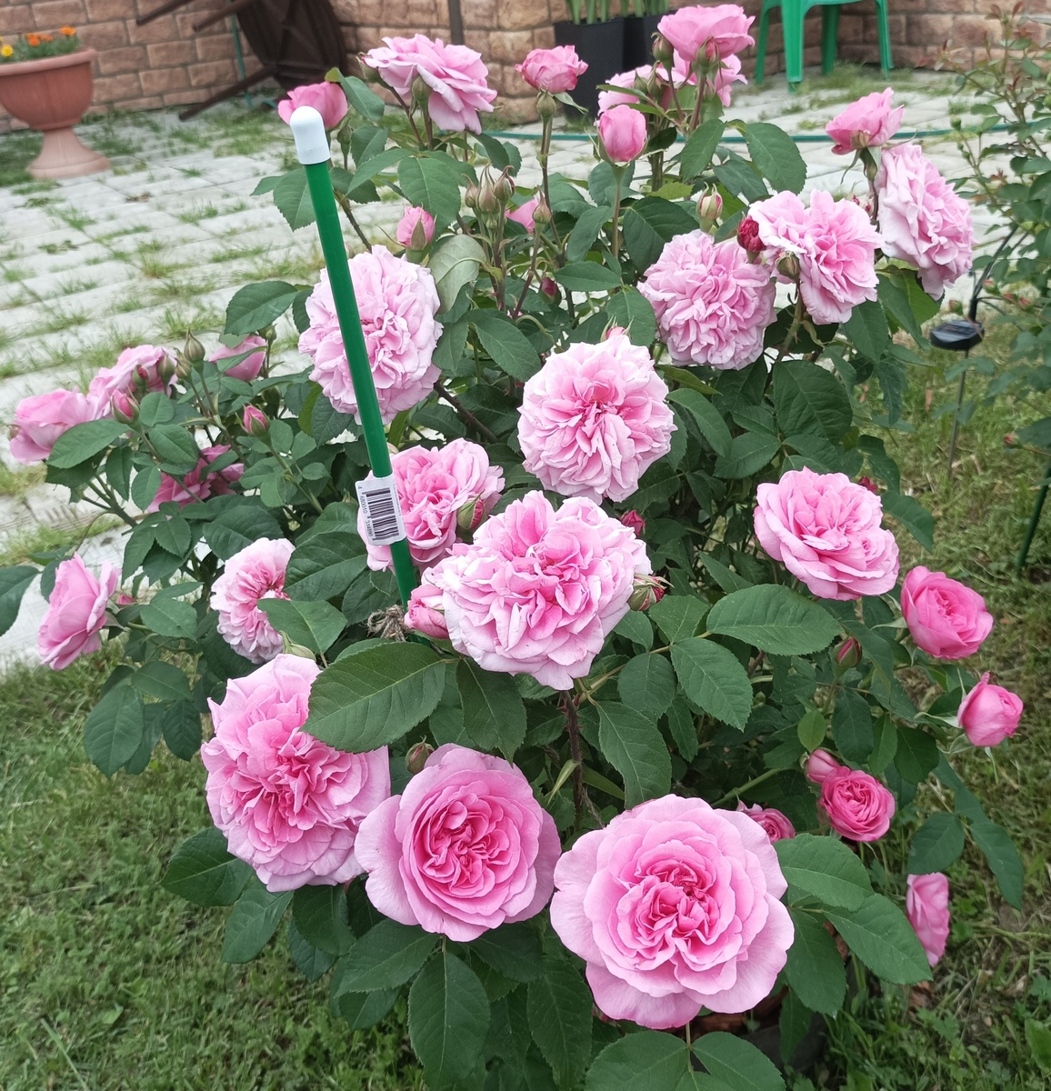 роза Гертруда Джекилл