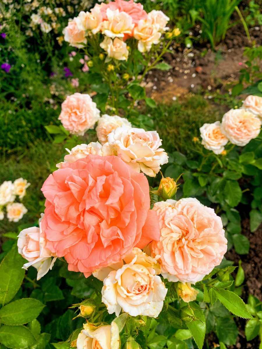 роза Кремоза, а сверху бутон розы Сюзанна Тамаро. Фото автора