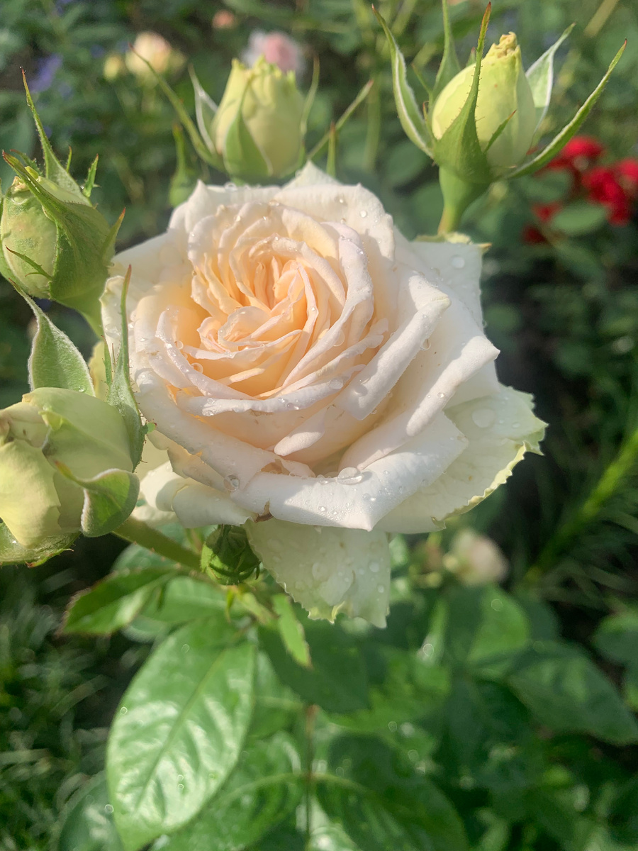 роза Мадам Анизетт