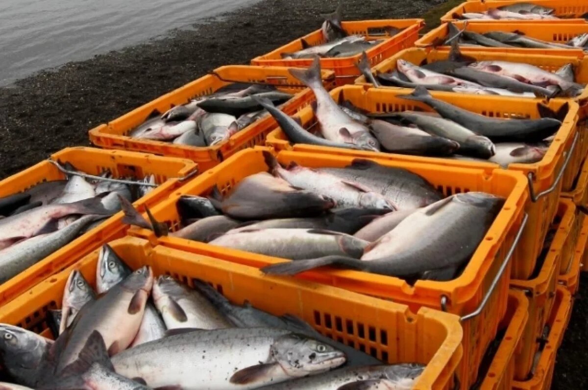    В Волгограде из 2 кг горбуши получили 2 кг семги