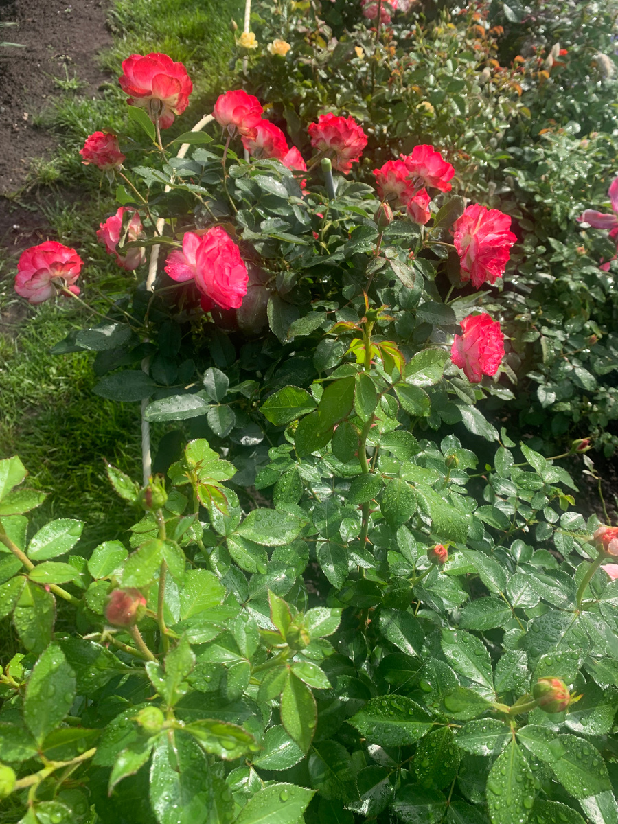 роза Юбилей принца Монако, фото автора