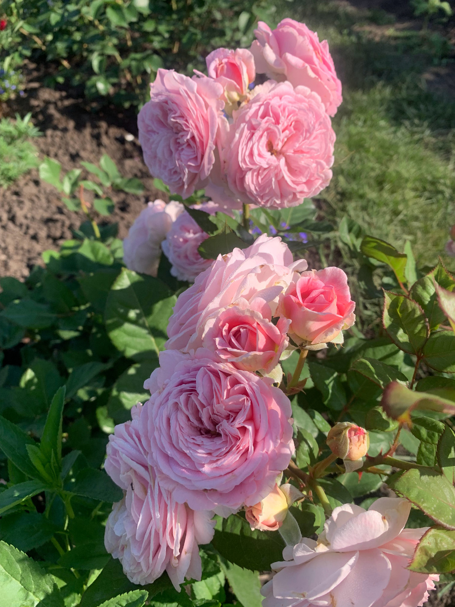 роза Графиня Мария Генриетта, фото автора.