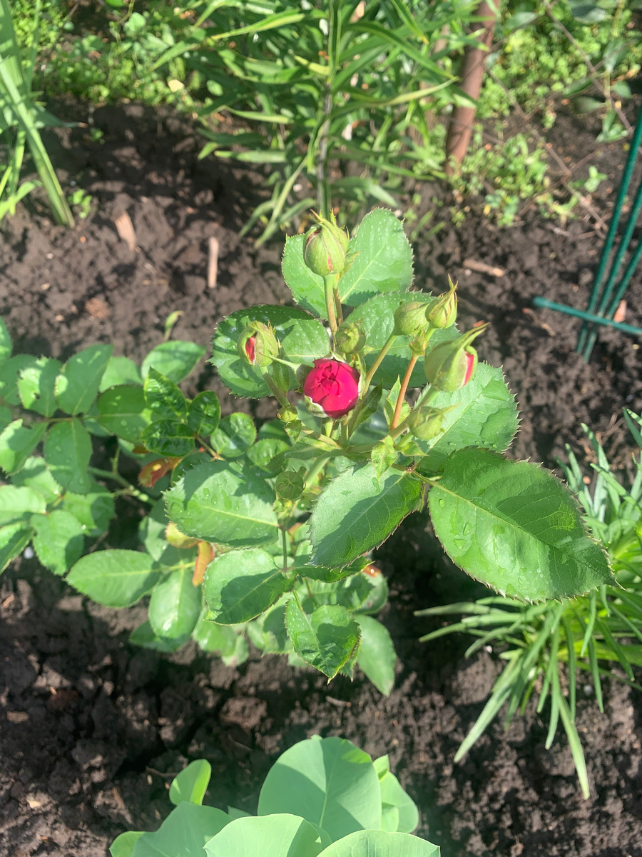 роза Минерва, все фото автора. 03.07.24.