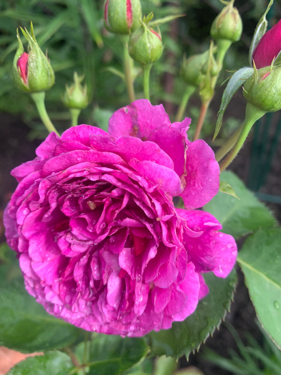 07.07.24.роза Минерва.