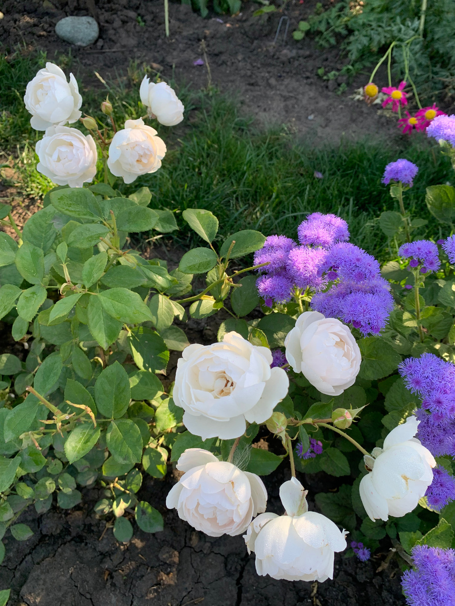 рза Дездемона. 