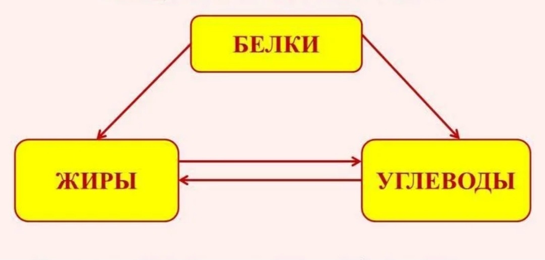 Данная схема иллюстрирует превращения питательных веществ.