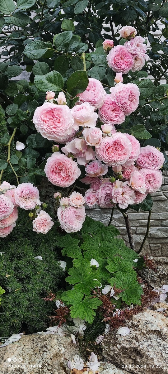 Джеймс Галвей