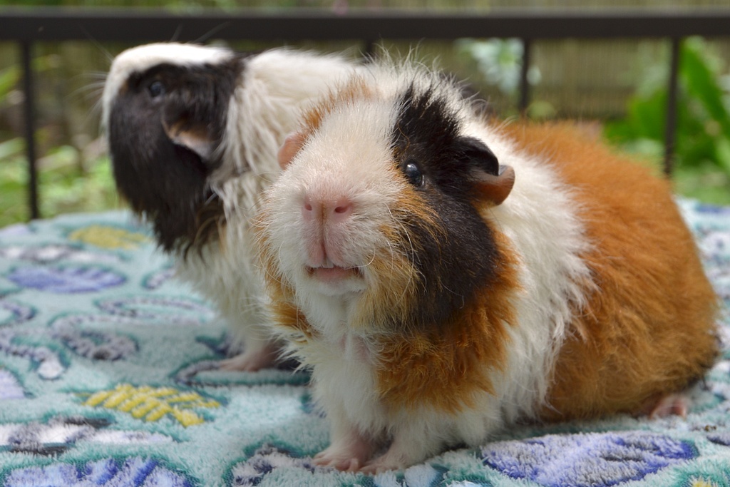 Улыбается - Гоша, а Пигорь отвернулся, фото из домашнего архива