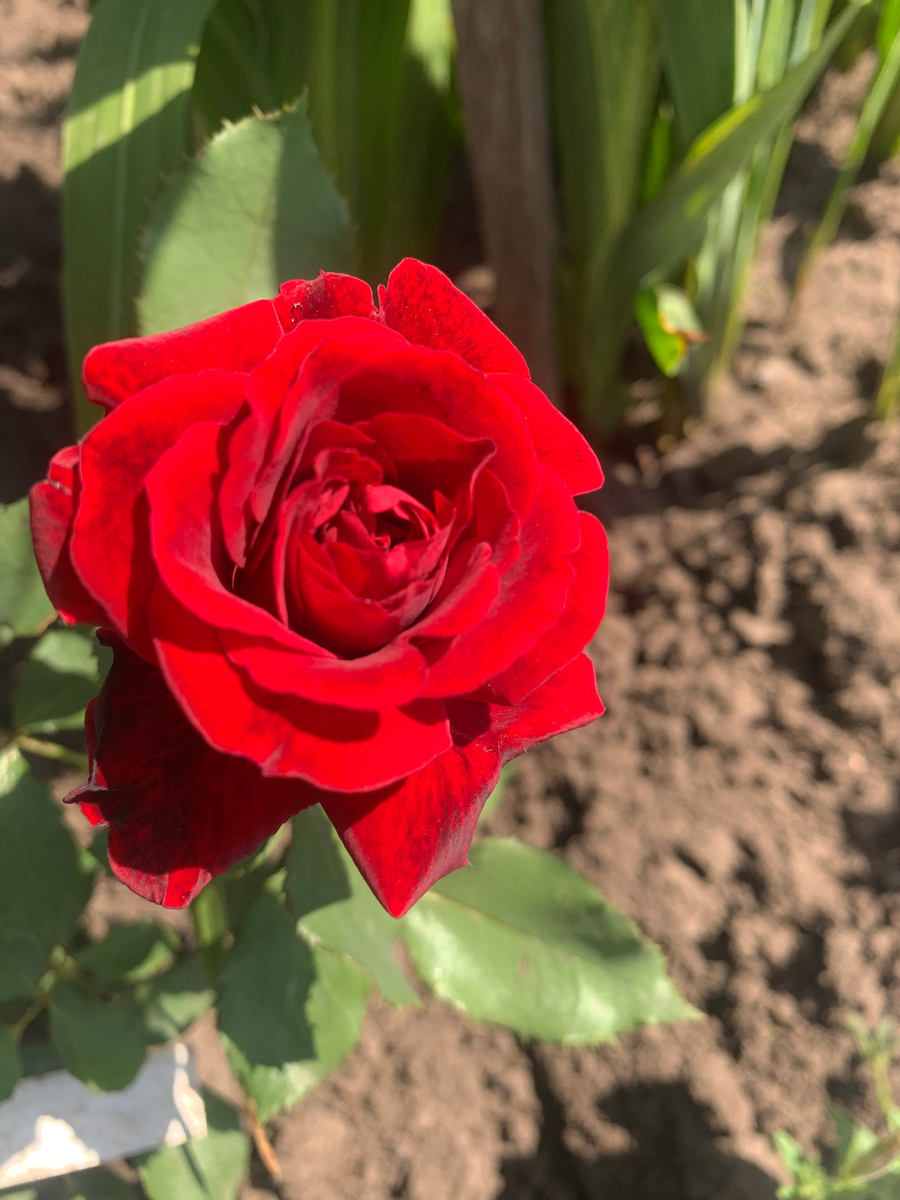 роза Квадра, фото автора