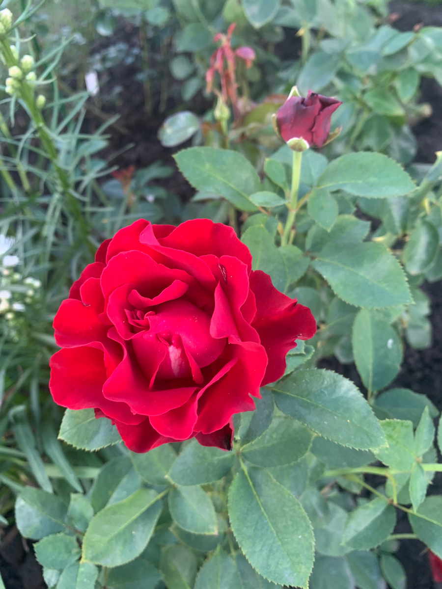 роза Омаж а Барбара, фото автора.