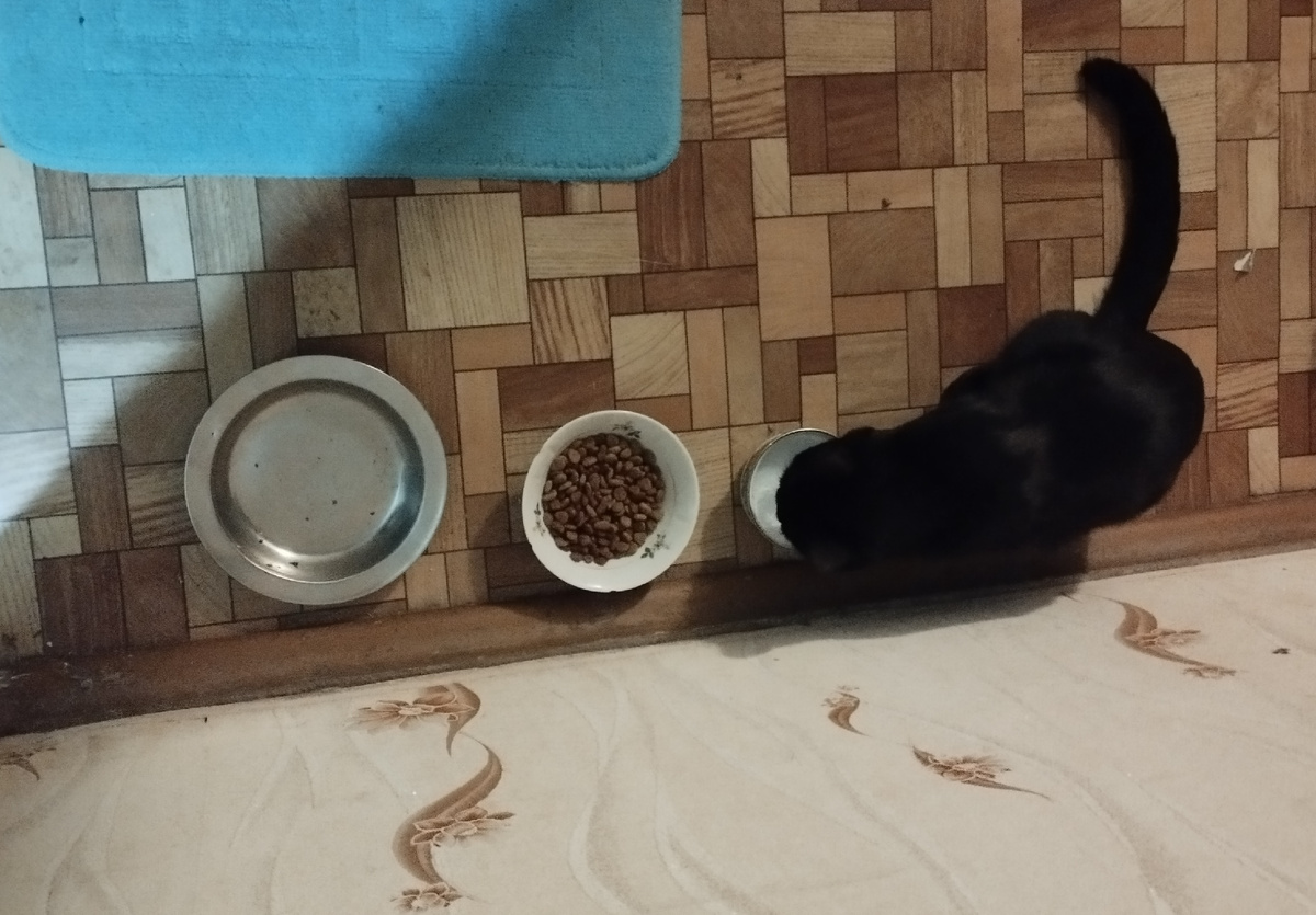 Новые миски кота