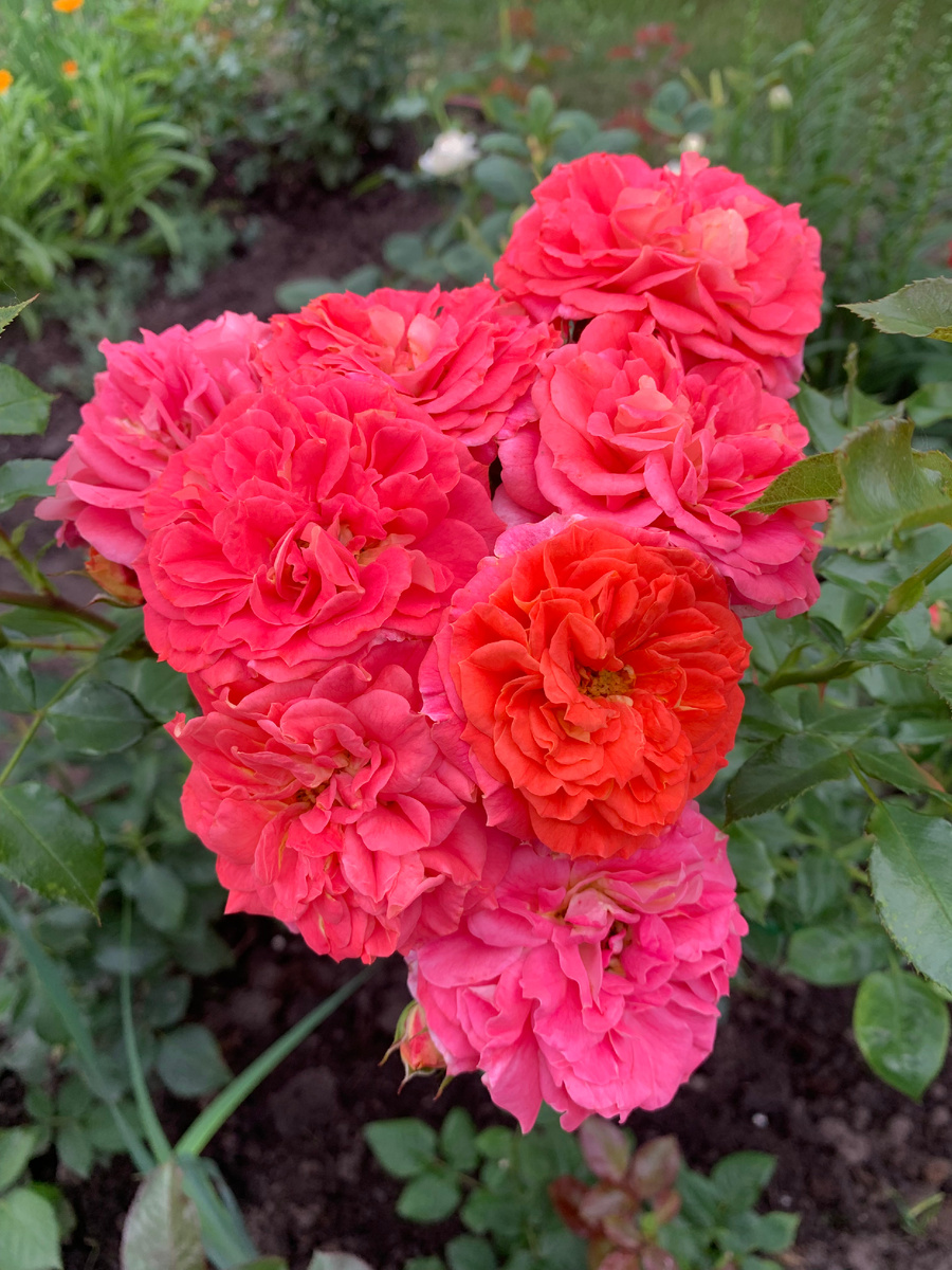 роза Gebruder Grimm, фото автора