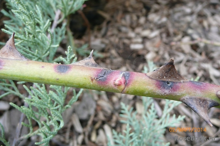 фото из свободного источника