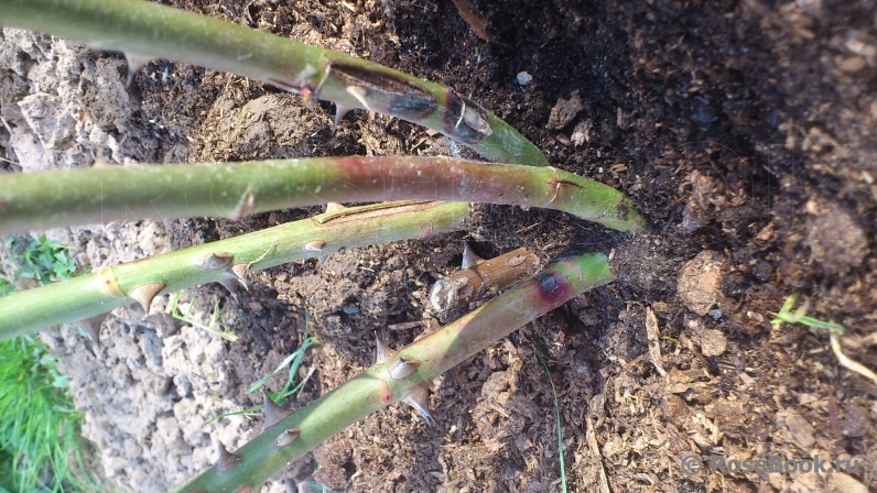 фото из свободного источника