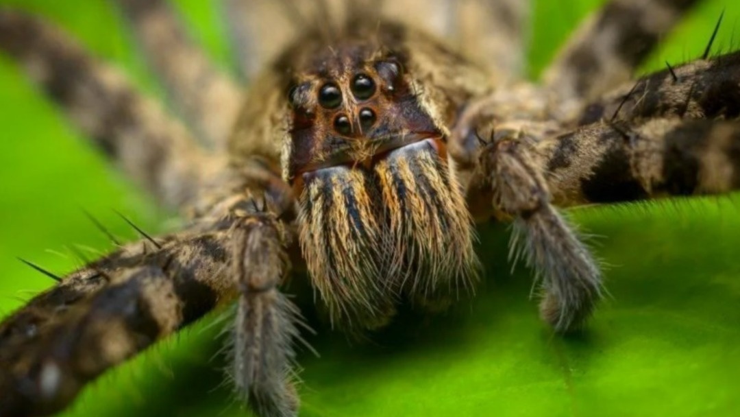 Выражение "строить глазки" приобретает новый смысл.