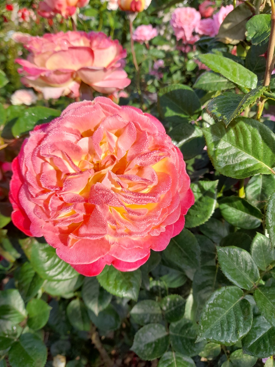 Кордес юбилей