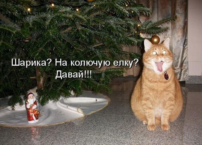 Коты всегда за любое веселье!
