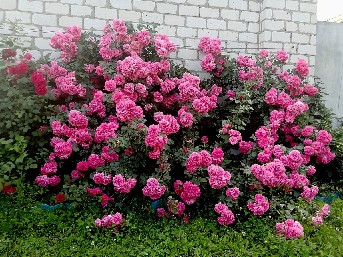 Клаймбер Розариум ютерзен,фот Александра Чумичева