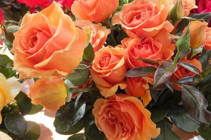 роза Ашрам, фото из свободного источника