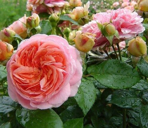 Роза ЧиппендейлФото из свободного источника.