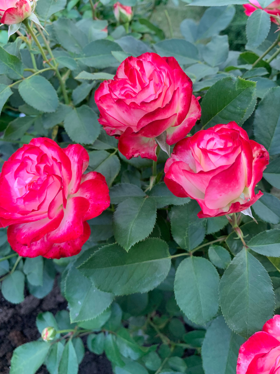 25.08.24. роза Юбилей принца Монако.