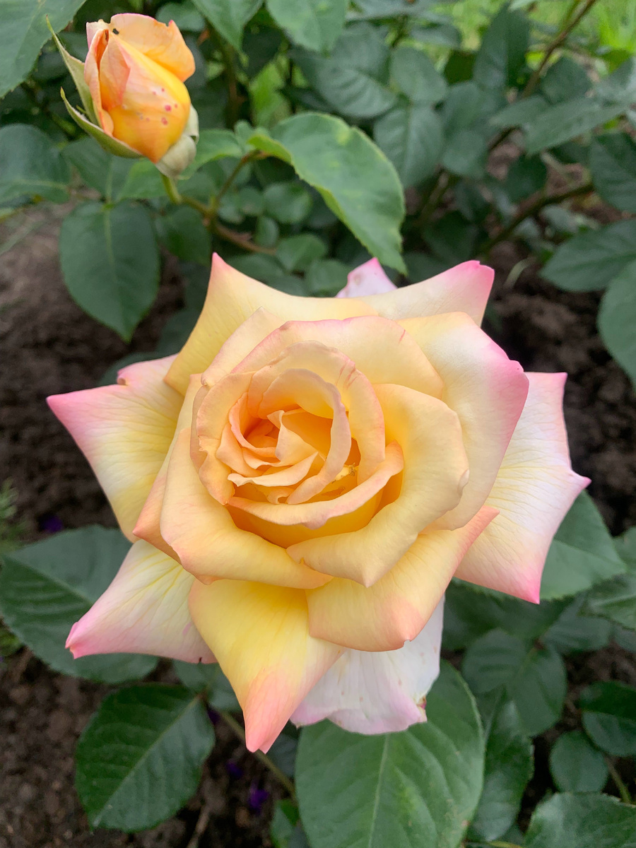 роза Глория Деи, фото автора