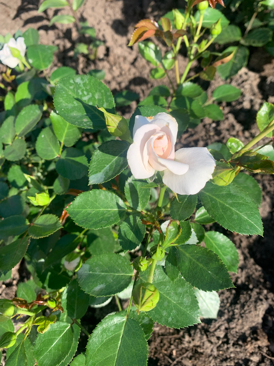 Роза Аспирин