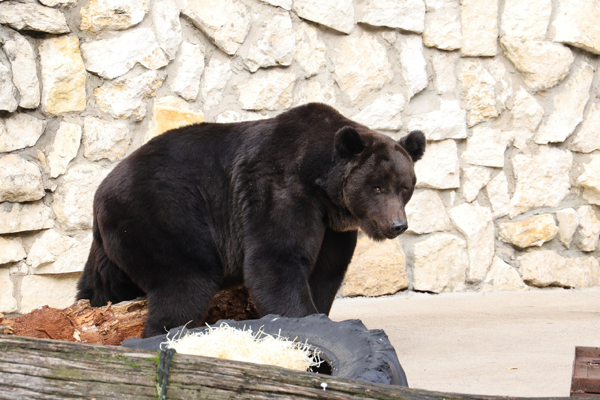 Мишка по кличке Гром | Фото: Телеграм-канал Московского зоопарка 