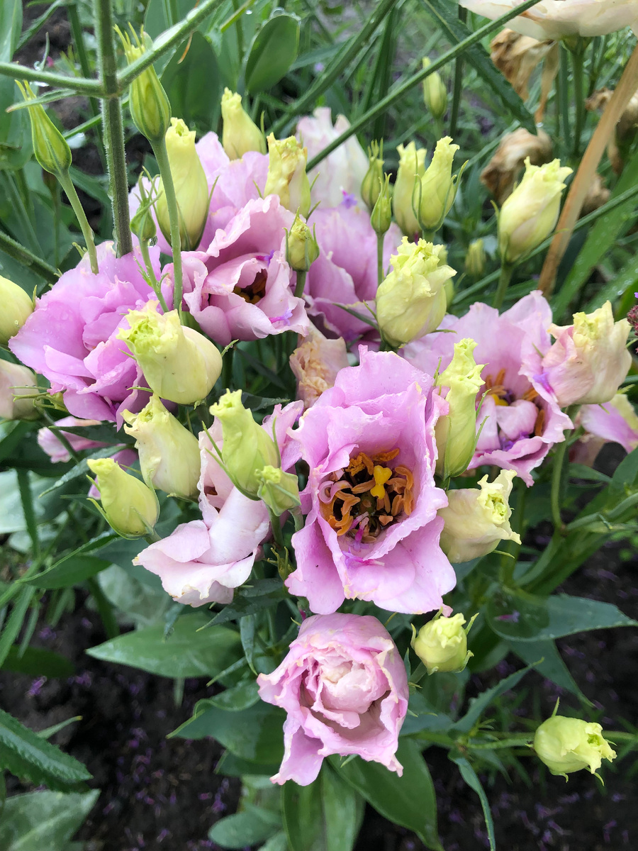 Эустома, фото автора