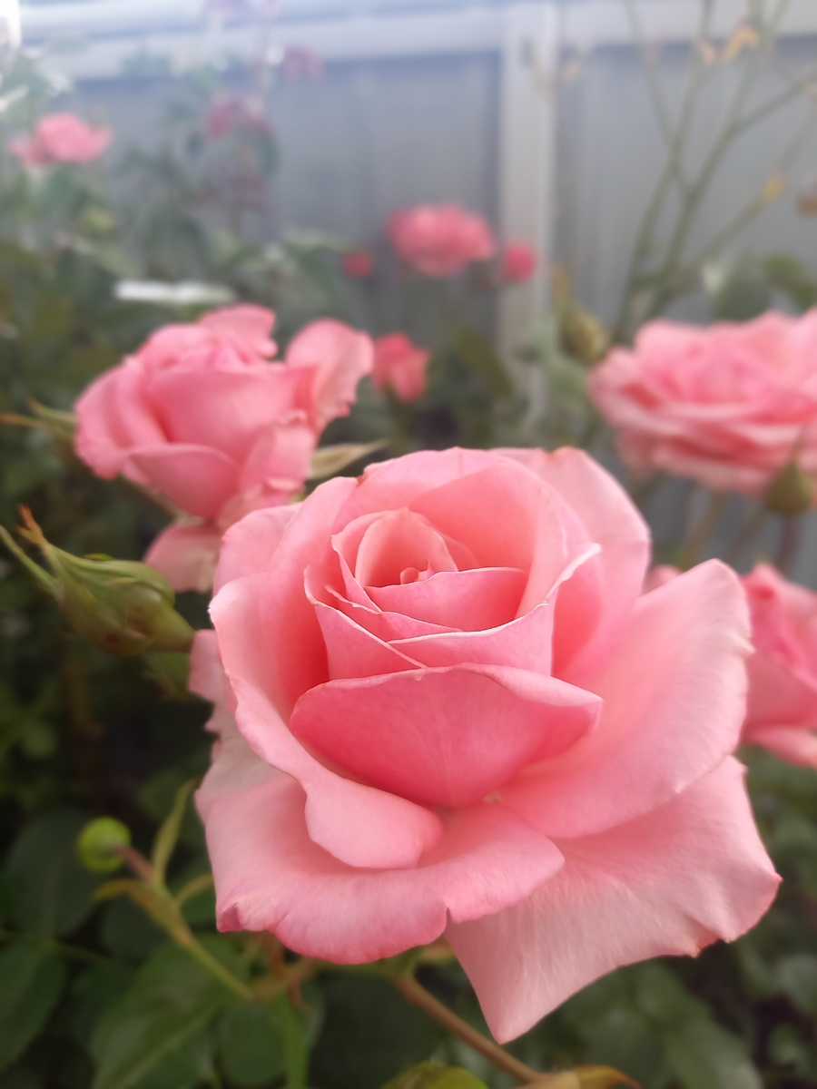 Артур Рэмбо, фото Инны.