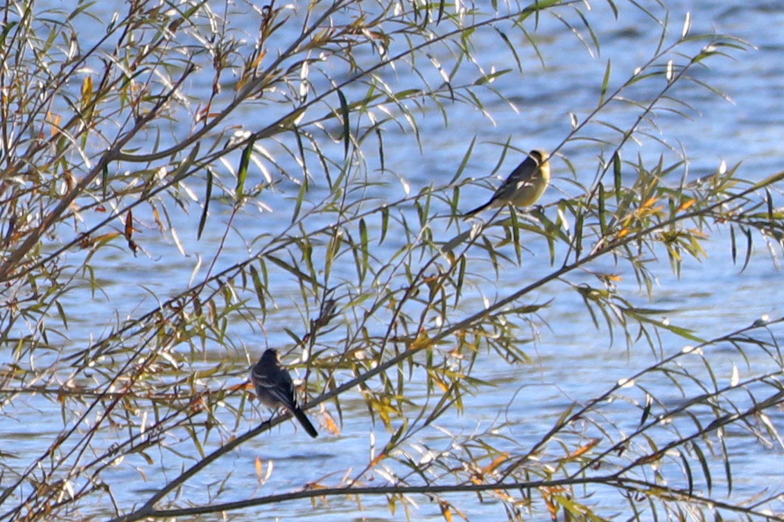 Желтоголовые трясогузки
