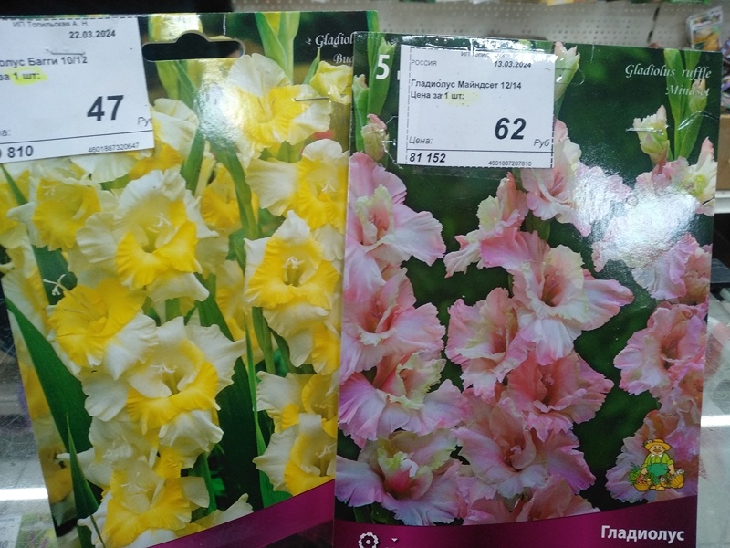 Купила по луковице данных сортов