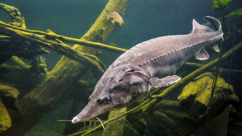   Фото: russian.rt.com Георгий