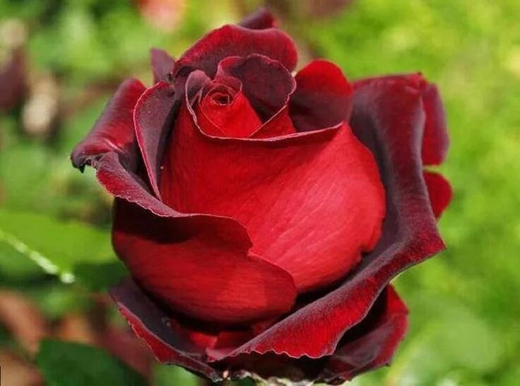 Найдено в сети