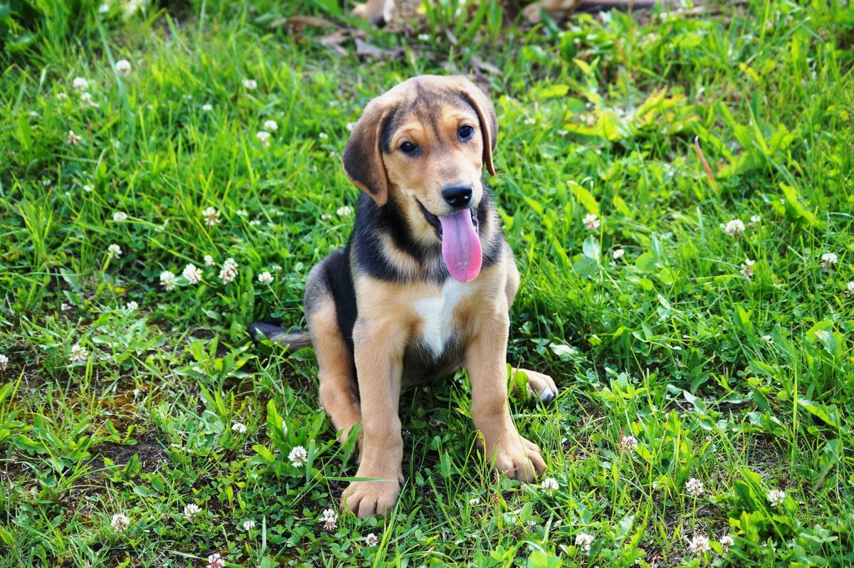Русская гончая Свирель вл. Шатров В.А.