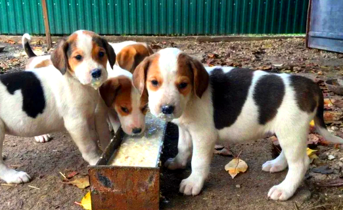 С 2 мес, когда щенков забирают от матери, рекомендуется их кормить кашицеобразными супами. Для их приготовления на мясном бульоне варят суп с добавлением овощей и 2-3 сортов круп. Затем овощи разминают или протирают через сито и смешивают с бульоном. Можно добавить также мелко нарубленную зелень (1 чайная ложка на порцию), которую предварительно моют или обдают кипятком. Вареное мясо мелко крошат в суп. Питомцу на одно кормление потребуется 1-1,5 стакана густого супа комнатной температуры.

Порцию увеличивают постепенно, в зависимости от потребностей щенка.