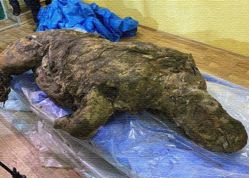 Из открытых источников. Найденый образец животного, оттаившее из вечной мерзлоты. открытых источников. Найденный образец животного, оттаявший из вечной мерзлоты (Якутия).