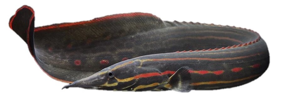 Mastacembelus erythrotaenia