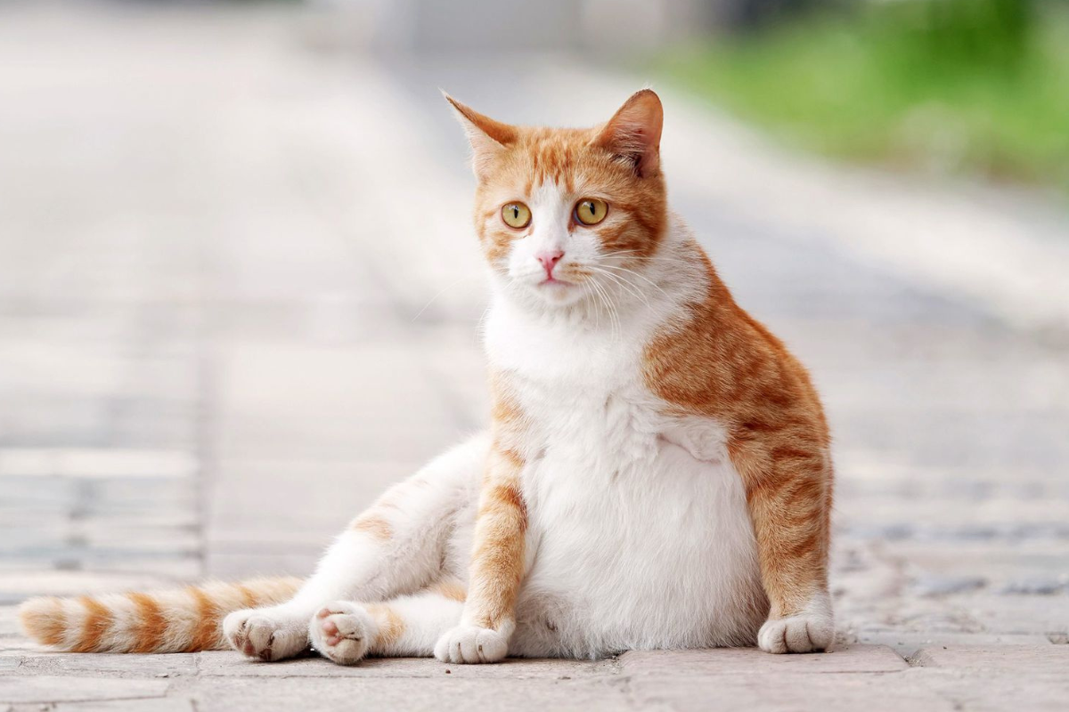 Беременная кошка