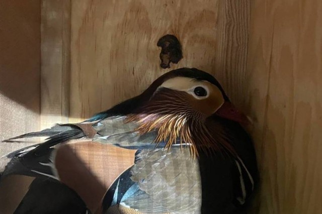   Фото: Калининградский зоопарк