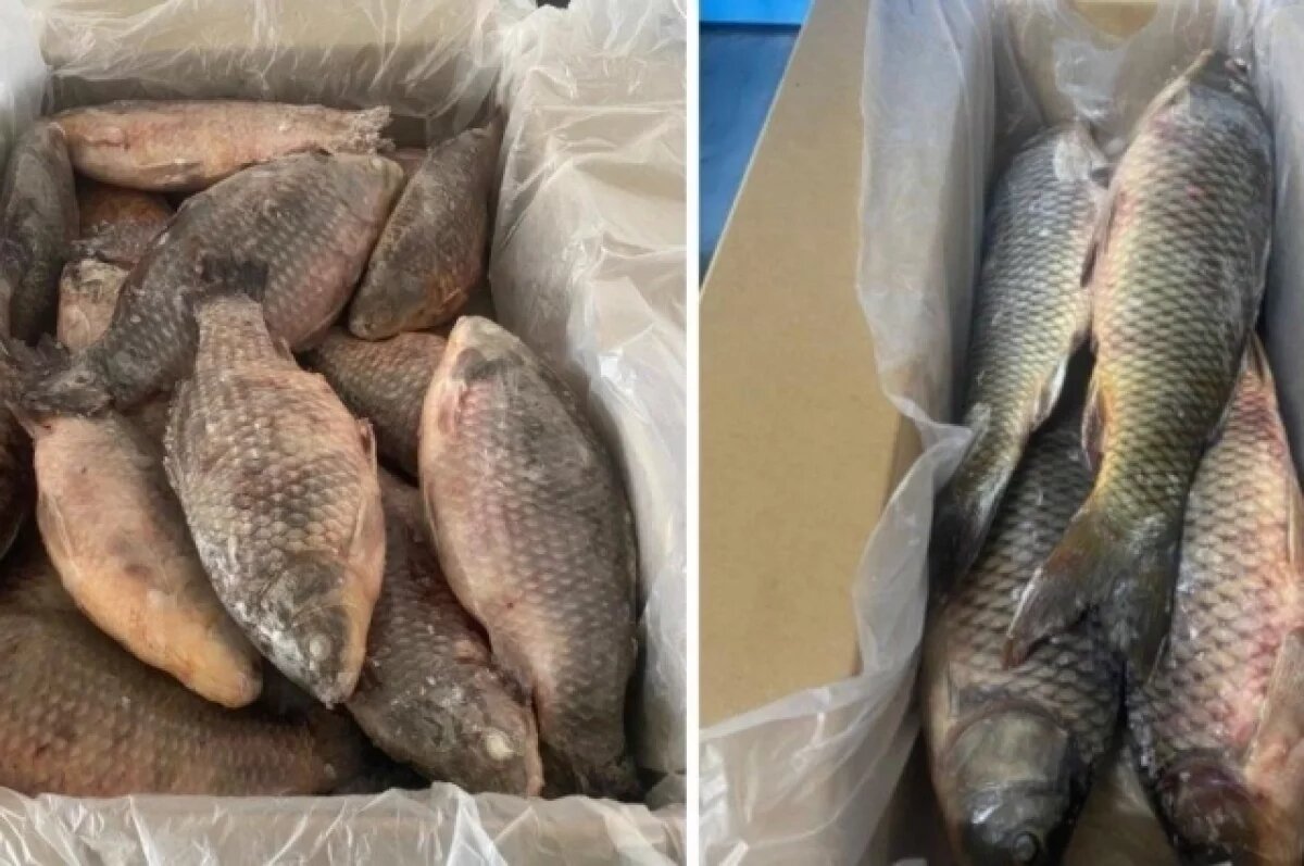    В Новосибирской области экспорт рыбы в Китай вырос на 40 тонн