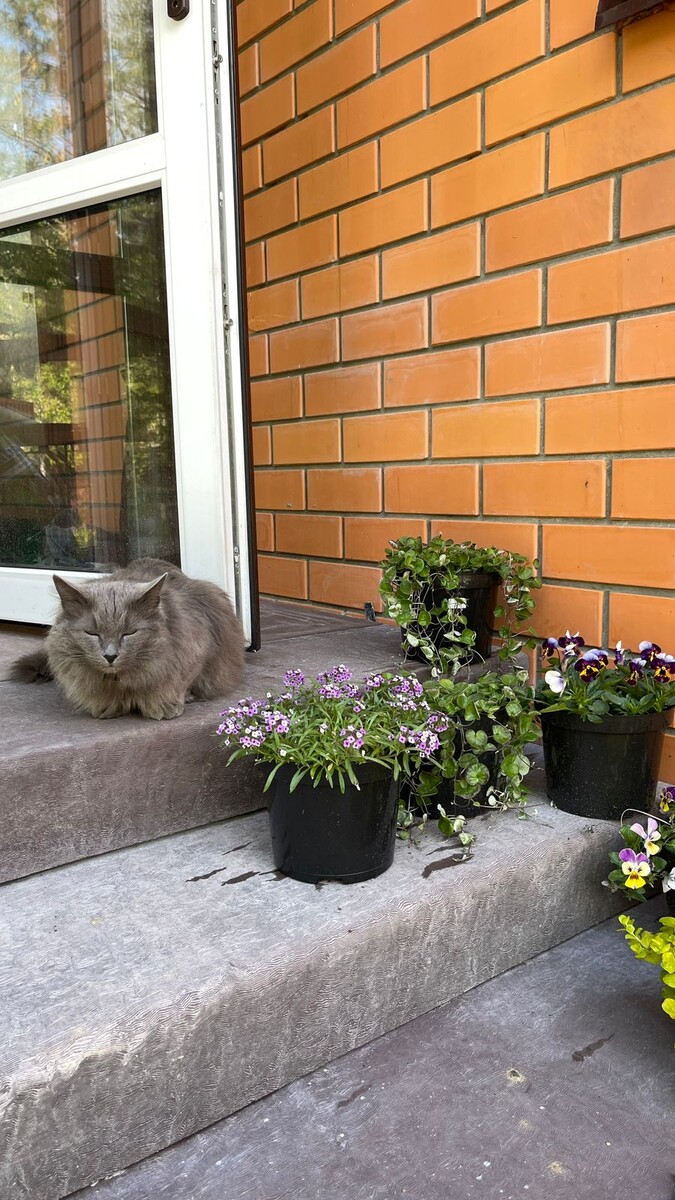 Ступени без затирки и финишного покрытия 