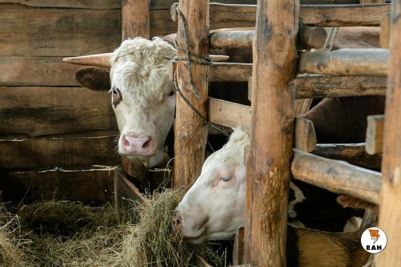    ЕАН / Новый комплекс сможет производить ежегодно до 10 тыс. тонн молока