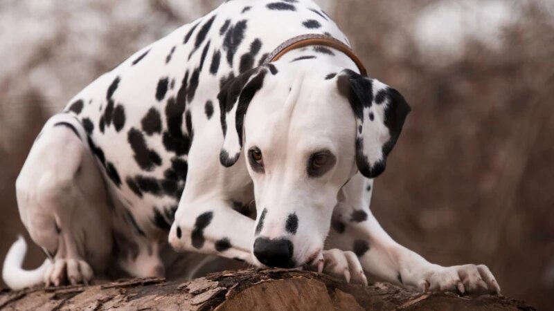     Собака. Далматинец СС0