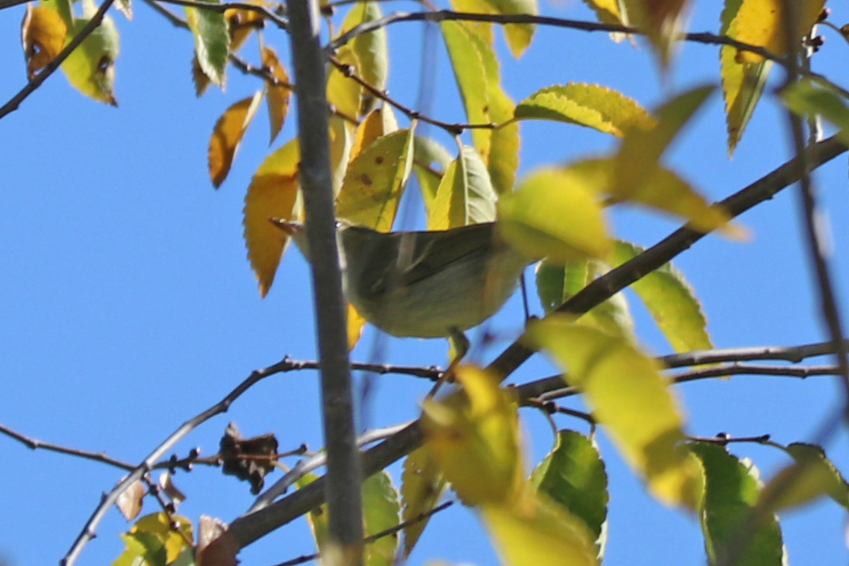 Пеночка-зарничка