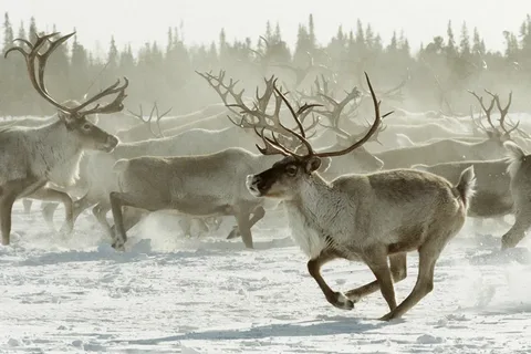 Фото из интернета