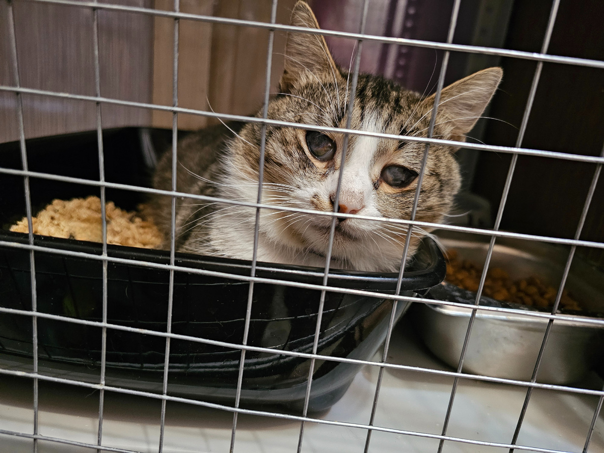 Фото автора. Арашик.