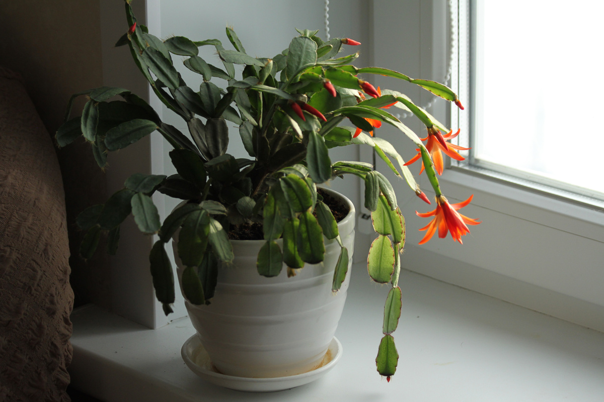 Фото сделано 1 января 2024 года