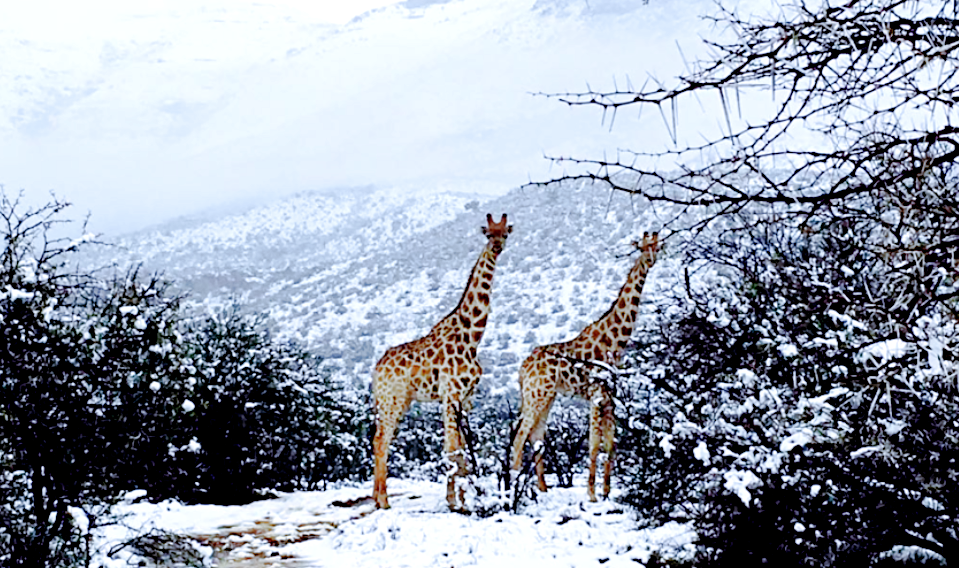 Недавний аномальный снегопад в ЮАР. Источник фото: rt.com